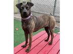 Adopt Ava a Mountain Cur, Mixed Breed