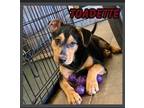 Adopt Toadette a Mixed Breed
