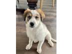 Adopt Maddie a Great Pyrenees, Border Collie