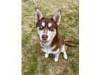 Adopt Sienna a Husky