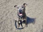 Adopt Kiki a Pit Bull Terrier, Mixed Breed