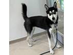 Adopt Bella a Siberian Husky