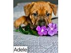 Adopt Adele a Pit Bull Terrier