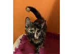 Adopt Cookie a Domestic Short Hair