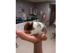 Adopt Oreo a Hamster