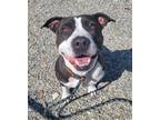 Adopt ROSE a Staffordshire Bull Terrier