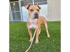 Adopt RAVEN a Pit Bull Terrier
