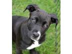Adopt Desperate Housewives Litter - Susan a Mixed Breed