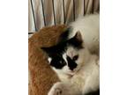 Adopt Patches a Domestic Short Hair