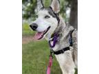 Adopt Miss Trixie a Siberian Husky