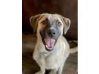 Adopt Maggie a Anatolian Shepherd, Mixed Breed