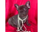 French Bulldog Puppy for sale in Miami, FL, USA