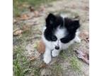 Pomeranian Puppy for sale in Ehrhardt, SC, USA