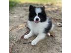 Pomeranian Puppy for sale in Ehrhardt, SC, USA