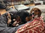 Adopt Bermuda a Beagle