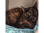 Adopt Sadie a Domestic Short Hair