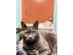 Adopt BeeGee a Russian Blue