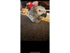 Adopt Wu a African Grey