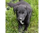 Adopt Meadow a Labrador Retriever, Mixed Breed