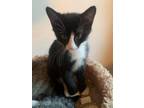 Adopt Shania a Domestic Short Hair