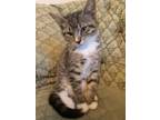 Adopt Miranda a Domestic Short Hair