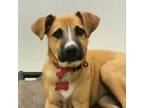 Adopt Pirry a Mixed Breed