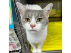 Adopt Zodiac a Domestic Short Hair