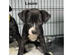 Adopt Lassie a Pit Bull Terrier