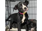 Adopt Toto a Pit Bull Terrier