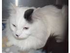 Adopt Mallie (Momma Rosie) (Little One) a Domestic Long Hair