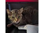 Adopt Tiger Lilly a Domestic Short Hair