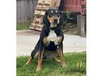 Adopt Emily a Black and Tan Coonhound