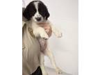 Adopt lilly a Anatolian Shepherd, Great Pyrenees