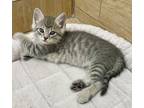 Adopt Crystal bonded pair a Tabby, Maine Coon