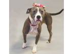 Adopt Gracie a Pit Bull Terrier