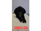 Adopt Recon Ember #9457 a Labrador Retriever