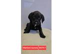 Adopt Warlord Aurora #9474 a Labrador Retriever