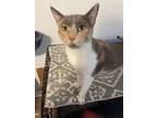 Adopt Blue a Domestic Short Hair, Dilute Calico