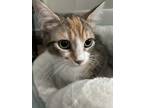 Adopt Yara 2023 a Domestic Medium Hair