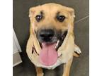 Adopt Butterfly a Mixed Breed