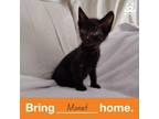 Adopt Monet a Domestic Short Hair