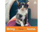 Adopt Venus a Domestic Short Hair