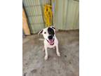 Adopt Patches a Bull Terrier