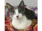 Adopt Orbit a Domestic Short Hair