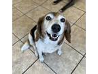 Adopt Buttercup a Beagle