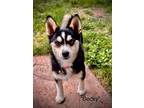 Adopt Becky a Husky, Pomeranian