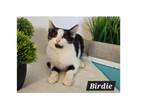 Adopt Birdie a Domestic Short Hair