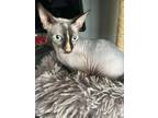 Adopt Harmonia a Sphynx / Hairless Cat
