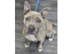 Adopt Hazel a Pit Bull Terrier, Mixed Breed