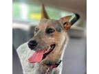 Adopt Navi a Cattle Dog, Mixed Breed